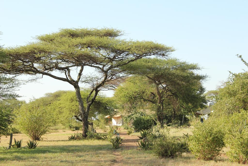 Mapito Tented Camp เซเรงเกติ ภายนอก รูปภาพ