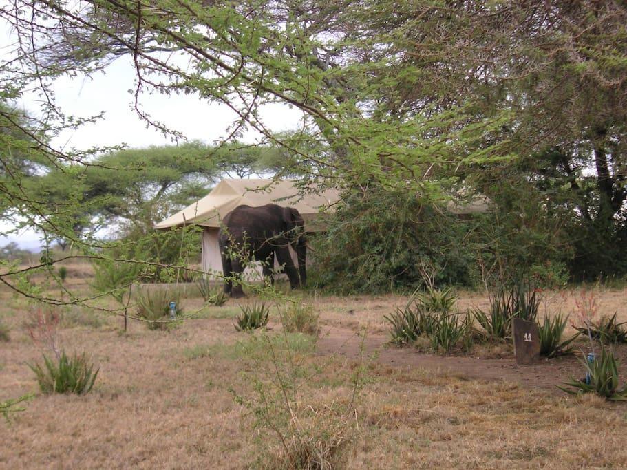 Mapito Tented Camp เซเรงเกติ ภายนอก รูปภาพ